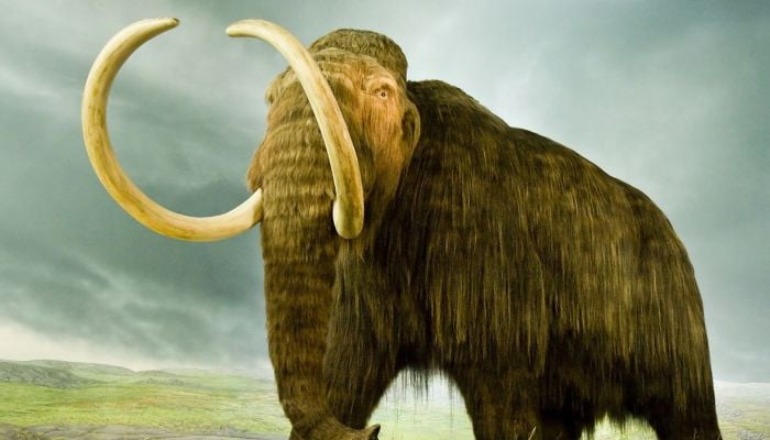 Is the CIA bringing back extinct woolly mammoths? 