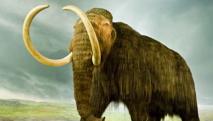 Mammoths had smaller ears than todays elephants. — National Geogrpahic Kids