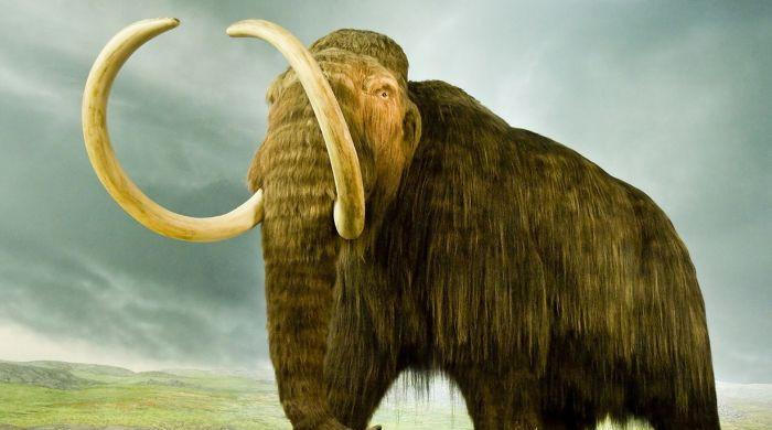 Is the CIA bringing back extinct woolly mammoths?