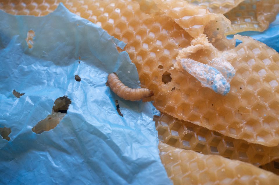 A wax worm, moth larva that eats wax made by bees to build honeycombs, is seen in a laboratory at the Spanish National Research Council (CSIC) in Madrid, Spain in this undated handout photograph obtained by Reuters on October 4, 2022. New research shows that two enzymes in the saliva of these worms readily break down polyethylene, the worlds most widely used plastic and a major contributor to global plastic waste.