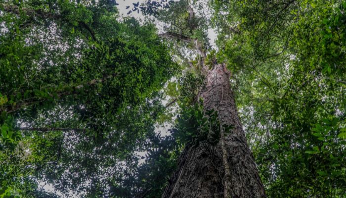 This handout picture released by NGO Imazon shows an Angelim Vermelho tree (Dinizia Excelsa Ducke) the highest tree found in the Amazon rainforest with the height of 88.5 meters and 9.9 meters of circumference located in the region of Jari River, at the border of Amapa and Para states, north of Brazil, on September 17, 2022. — AFP