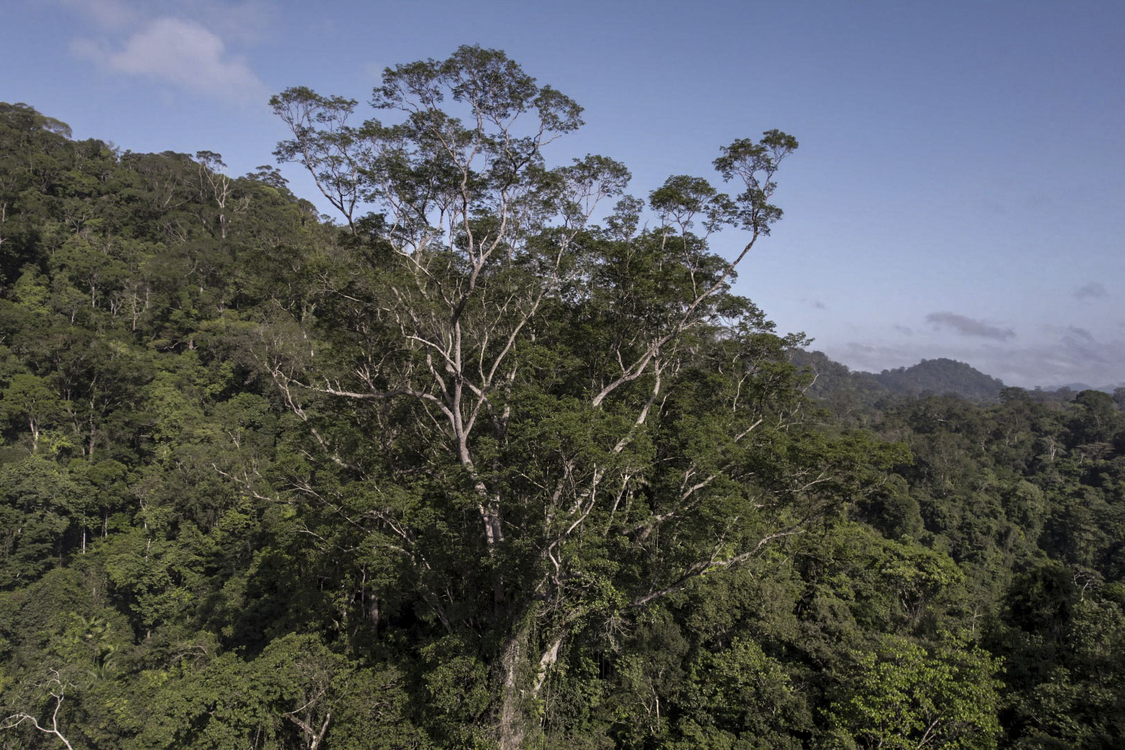 تین سال کی منصوبہ بندی، پانچ مہمات اور گھنے جنگل میں دو ہفتے کے سفر کے بعد، سائنسدان ایمیزون کے بارشی جنگل میں پائے جانے والے اب تک کے سب سے اونچے درخت تک پہنچ گئے ہیں، جو کہ 25 منزلہ عمارت کے سائز کا ایک بڑا نمونہ ہے۔