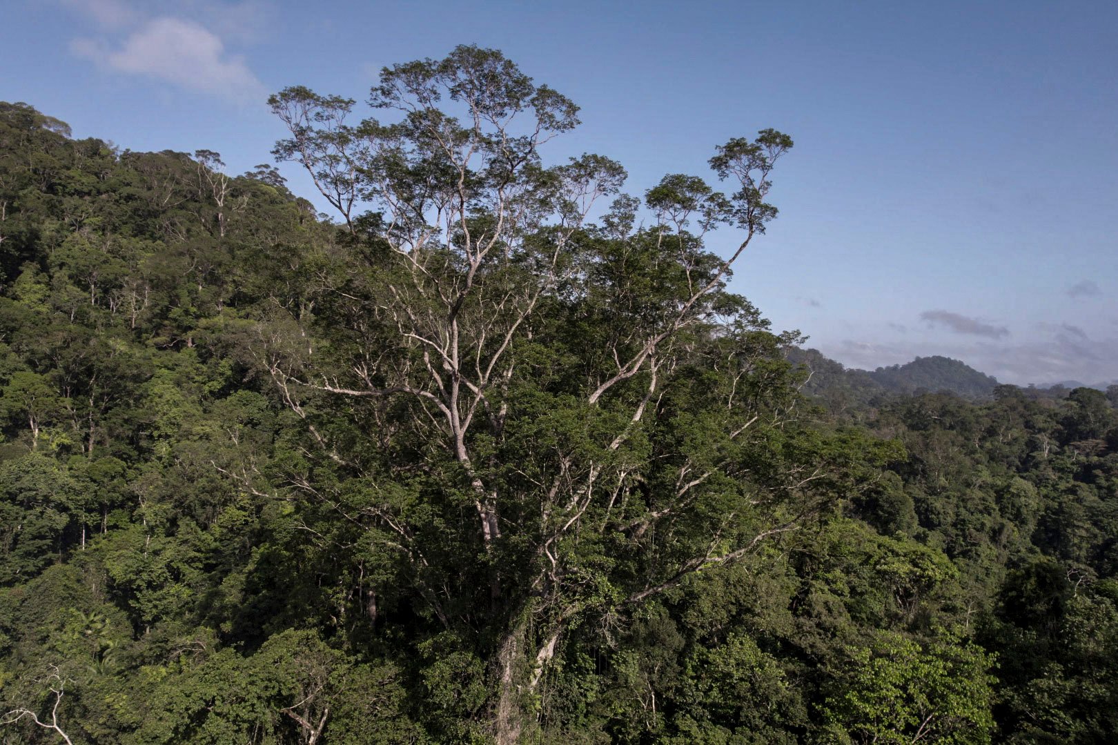 After three years of planning, five expeditions and a two-week trek through dense jungle, scientists have reached the tallest tree ever found in the Amazon rainforest, a towering specimen the size of a 25-storey building.