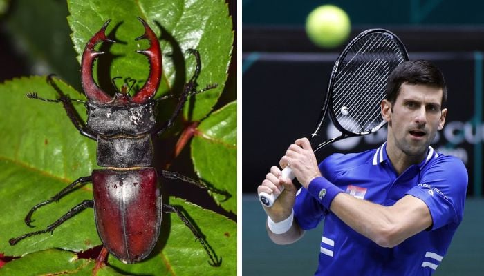 Serbian scientists name new species of beetle after Djokovic - Vimarsana News