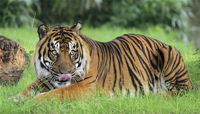 Representational image of a tiger. — Reuters/File