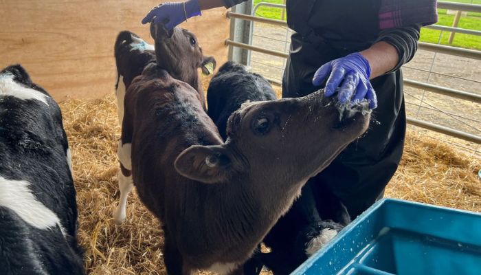 Calves are fed a probiotic supplement called Kowbucha, which has been shown to reduce the methane that they produce, as part of a trial at a Massey Universitys research farm in Palmerston North, New Zealand, September 7, 2022.— Reuters