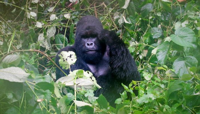 A mountain gorilla is photographed in Virguna National Park located in the Democratic Republic of Congo (DRC) April 4, 2014.— Reuters