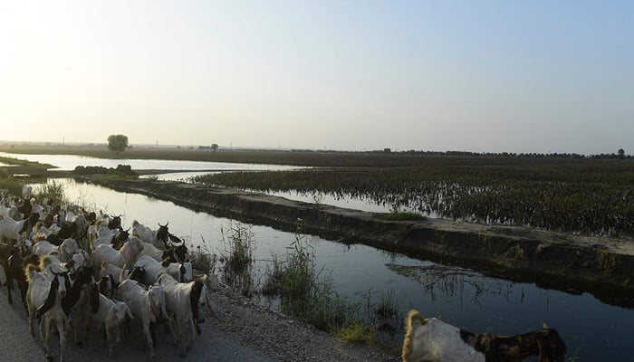 In this picture taken on August 30, 2022 goats walk past cotton crops damaged by flood waters at Sammu Khan Bhanbro village in Sukkur, Sindh province. — AFP