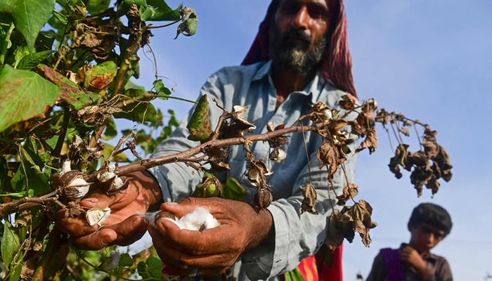 In this picture taken on September 1, 2022, a labourer picks cotton in a field at Sammu Khan Bhanbro village in Sukkur, Sindh province. — AFP