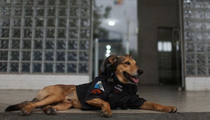 Corporal Oliveira, a rescued dog who has became a police mascot, observes the street outside Rio de Janeiros Military Polices 17th battalion, in Rio de Janeiro, Brazil, October 14, 2022.— Reuters