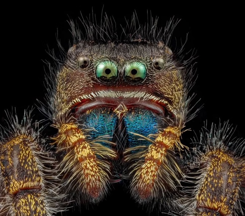 A jumping spider snapped by Dr Andrew Posselt from the University of California, San Francisco.— Nikon