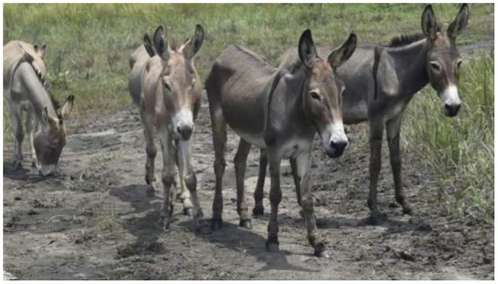 Image showing a drove of donkeys standing in a field. — AFP/ File