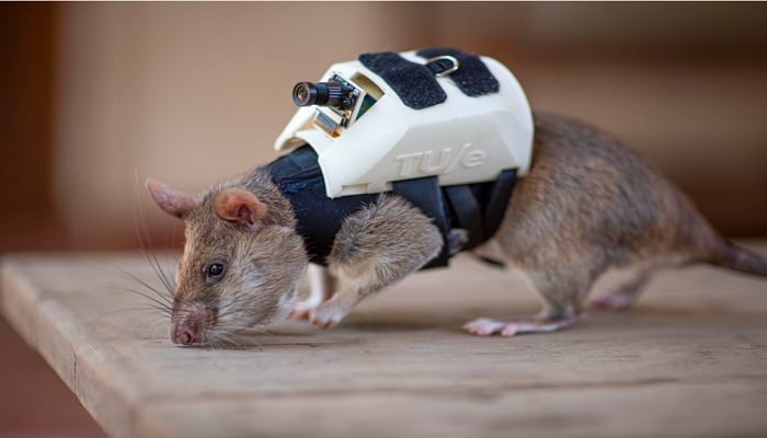 Seven rats are currently being trained for search and rescue at APOPOs base in Tanzania.— APOPO via CNN