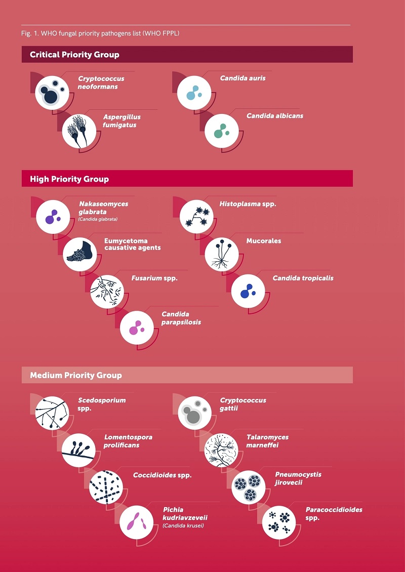 The World Health Organizations first-ever Fungal Priority Pathogens List.— WHO