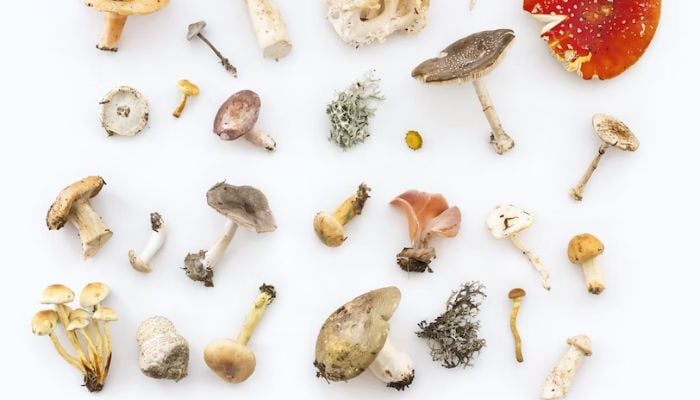 (Representational) Image shows different types of mushrooms.— Unsplash