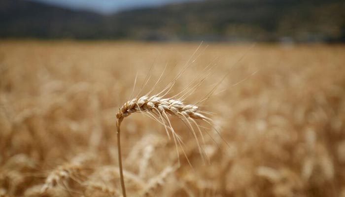 Representational image of wheat. — AFP