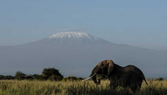 Female elephants often live in close-knit families with young calves on their side. — AFP