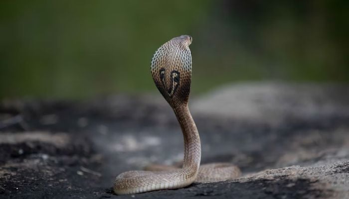 Image shows a cobra on a road.— Unsplash