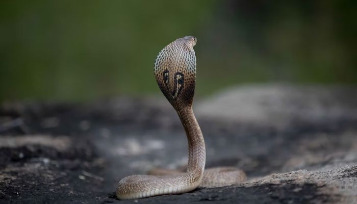 Cobra swallows entire snake in road 