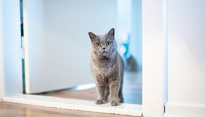 Kucing membuka pintu untuk pemilik yang terkunci di luar apartemen