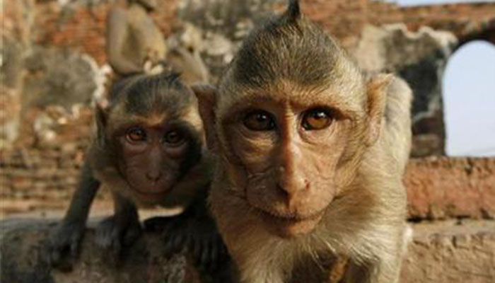 Two monkeys look into the camera with curiosity. Image for representational only. — Reuters