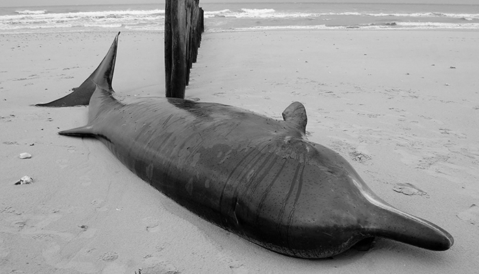 A photograph taken on November 7, 2022, shows an injured beaked whale shored on a beach in Sangatte, northern France. According to the Ligue des animaux (LPA-Animals League), the rising tide could allow the injured animal to reach the sea. — AFP