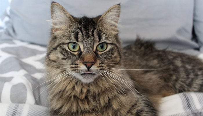 Cat resting on a bed while getting photographed. (Representational image) — Unsplash