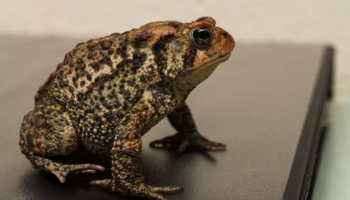 A brown toad.—Unsplash