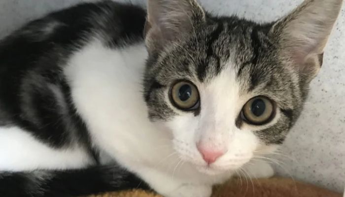 15-week-old white tabby kitten, Hope.— Instagram