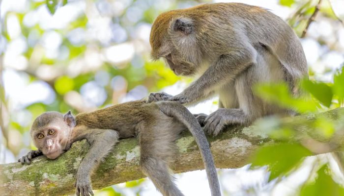 Wild monkeys in Pulau Ubin, Singapore.— Unsplash