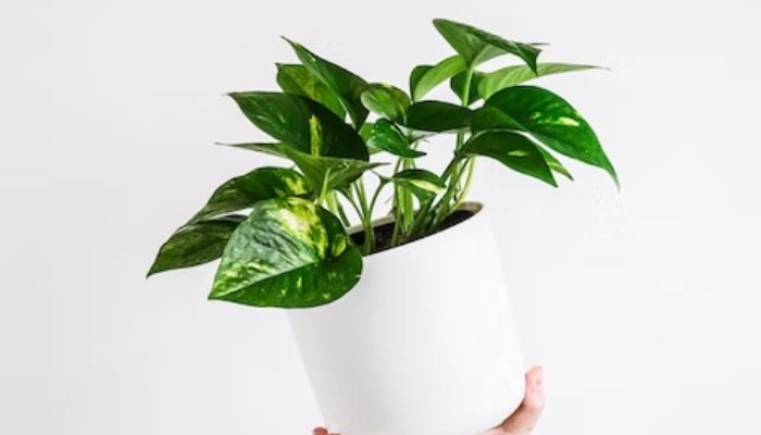 (representational) A woman holds a pothos plant.— Unsplash