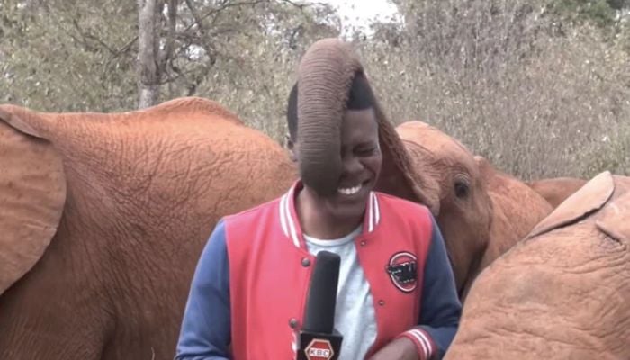 Screengrab shows Kenyan reporter, Alvin Kaunda, bursting into laughter as elephant Kindani tickles him.  Instagram