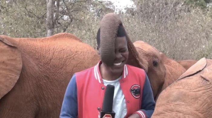 WATCH: Reporter bursts into laughter as elephant tickles him