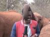 WATCH: Reporter bursts into laughter as elephant tickles him