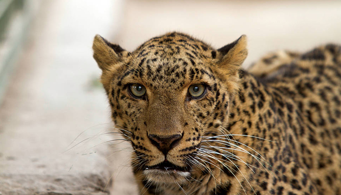 A common leopard can be seen in this undated photo. — WWF/File