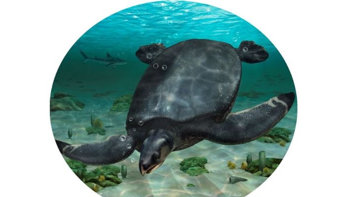 An illustrated reconstruction of the large Cretaceous Period sea turtle Leviathanochelys aenigmatica, which lived about 83 million years ago and whose fossils were found in Catalonias Alt Urgell county in northeastern Spain, is seen in this undated handout image. Reuters