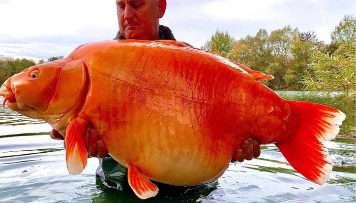 The Carrot was found at a fishery in Bluewater Lakes in Champagne, France.— Bluewater Lakes via Stuff