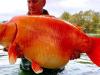 Meet the world's biggest goldfish