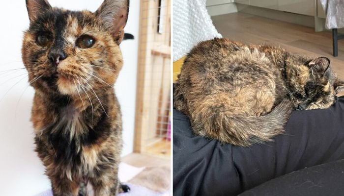Kucing tertua di dunia menemukan pemiliknya seusianya