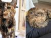 '120 in human years': World's oldest cat finds owner her age