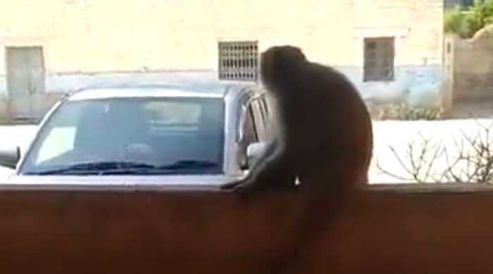 Monkey wanders inside govt school premises in Karachi