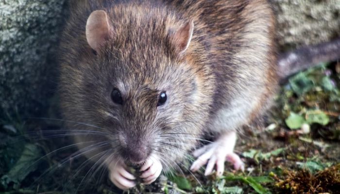 (representational) A brown mouse nibbling on grass. Unsplash