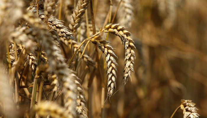 A representational image showing wheat crop. — Reuters?File