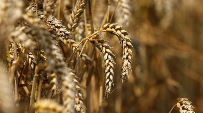 Punjab may fall short of wheat sowing target this season