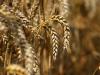 Punjab may fall short of wheat sowing target this season