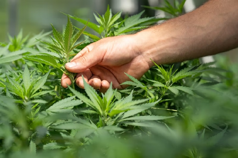 Image shows person touching a hemp plant.— Unsplash