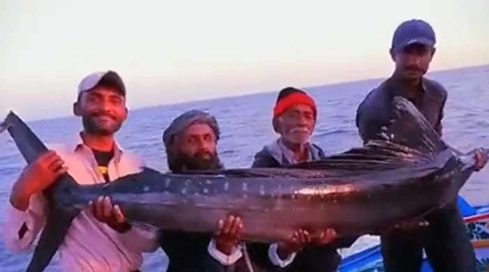 Karachi fishermen catch humungous Indo-Pacific sailfish