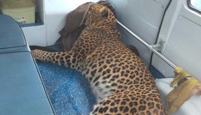 Hours before succumbing to injuries, the injured leopard lies in an ambulance while being shifted to the Dhodial pheasantry. — Photo by author