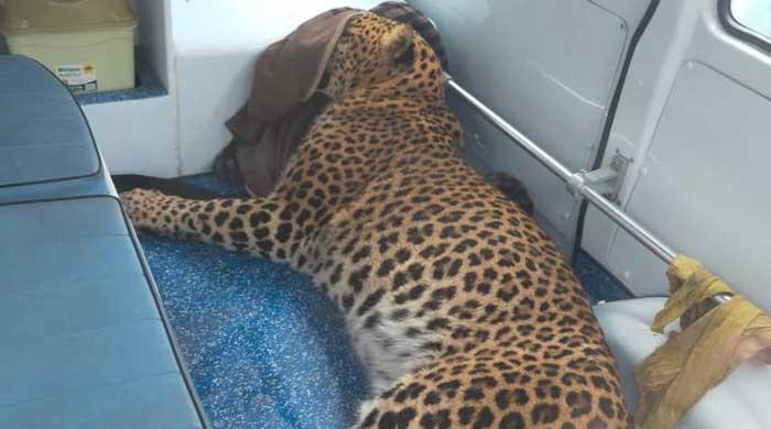 Leopard dies after falling off mountain in Mansehra