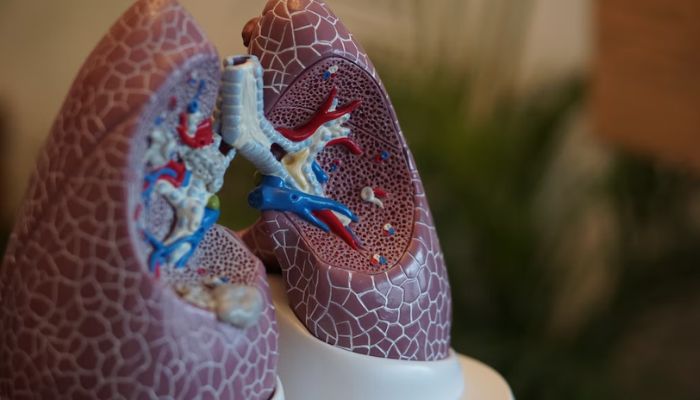 A 3-D model of human lungs.— Unsplash
